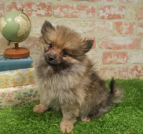 Female Pomeranian puppy named Goblin for sale at Petland Blue Springs.