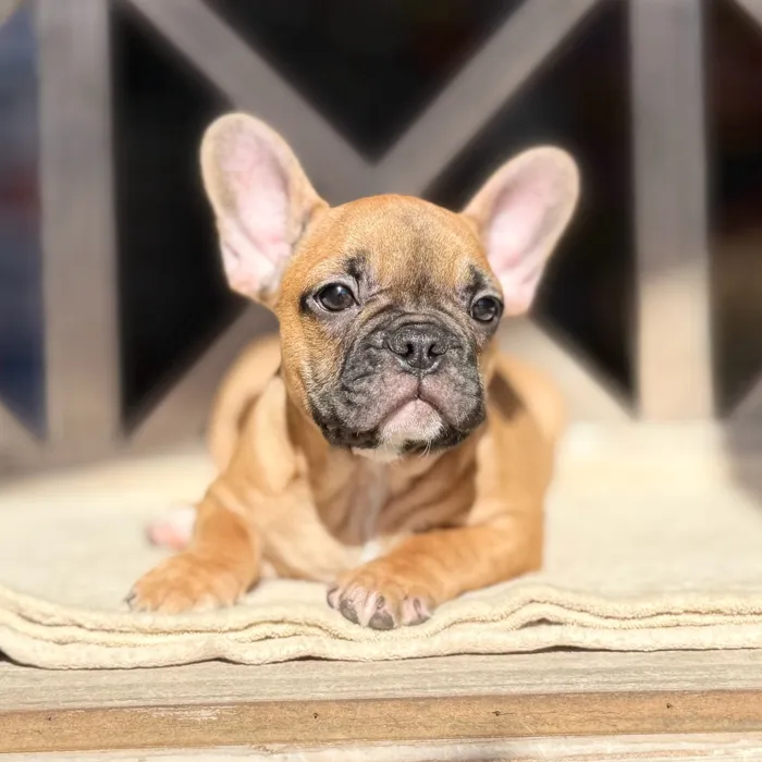 Male French Bulldog puppy named Jack for sale at Petland Blue Springs.