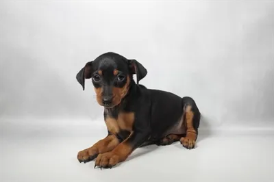 Female Min Pin puppy named Jayla for sale at Petland North Kansas.