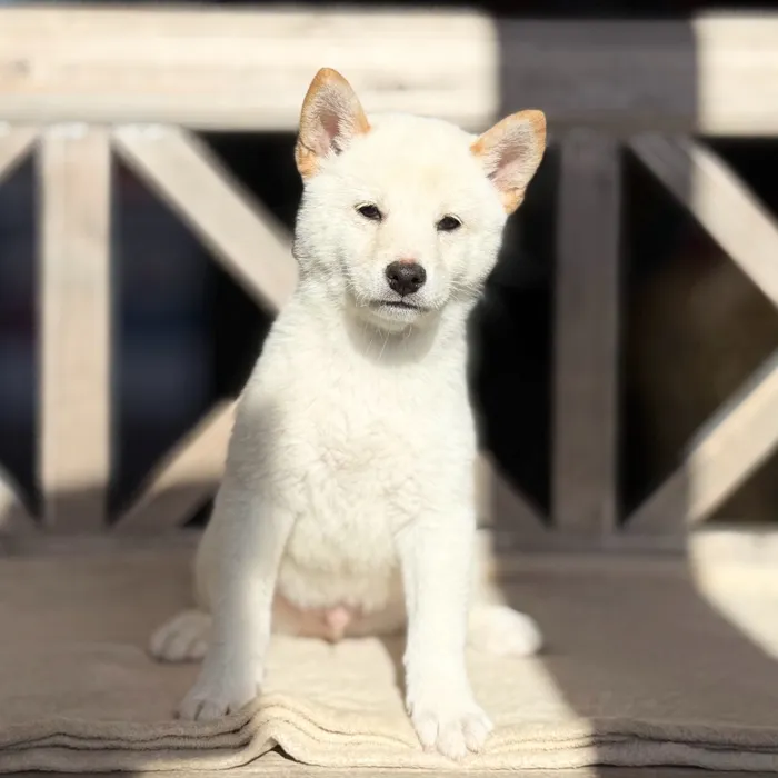 Male Shiba Inu puppy named Maple for sale at Petland Blue Springs.