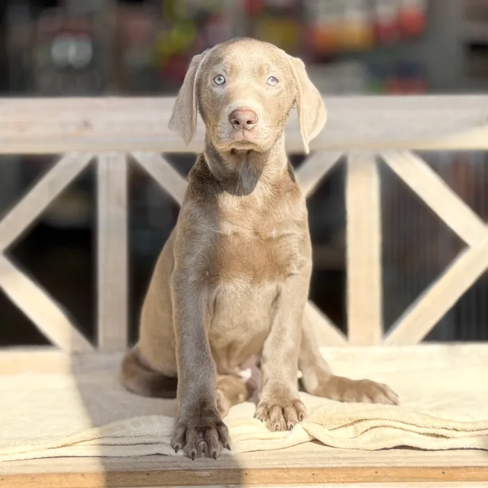 Male Labrador Retriever puppy named Gary for sale at Petland Blue Springs.