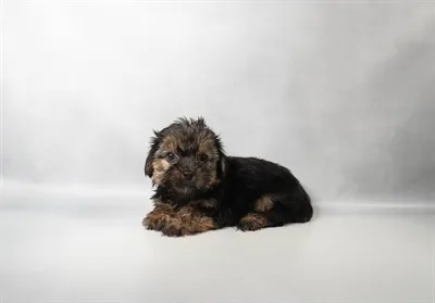 Female Yorkie puppy for sale at Petland Blue Springs.