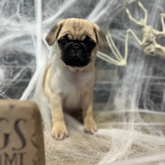 Female Pug puppy named Rolo for sale at Petland North Kansas.