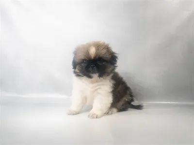 Male Pekingese puppy for sale at Petland North Kansas.