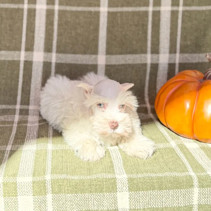 Male Mini Schnauzer puppy named Beetlejuice for sale at Petland Blue Springs.