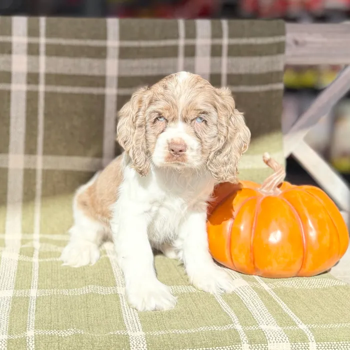 Male Cocker Spaniel puppy named Chucky for sale at Petland Blue Springs.