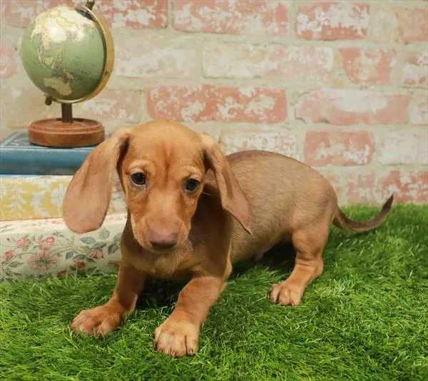 Male Dachshund puppy for sale at Petland Blue Springs.