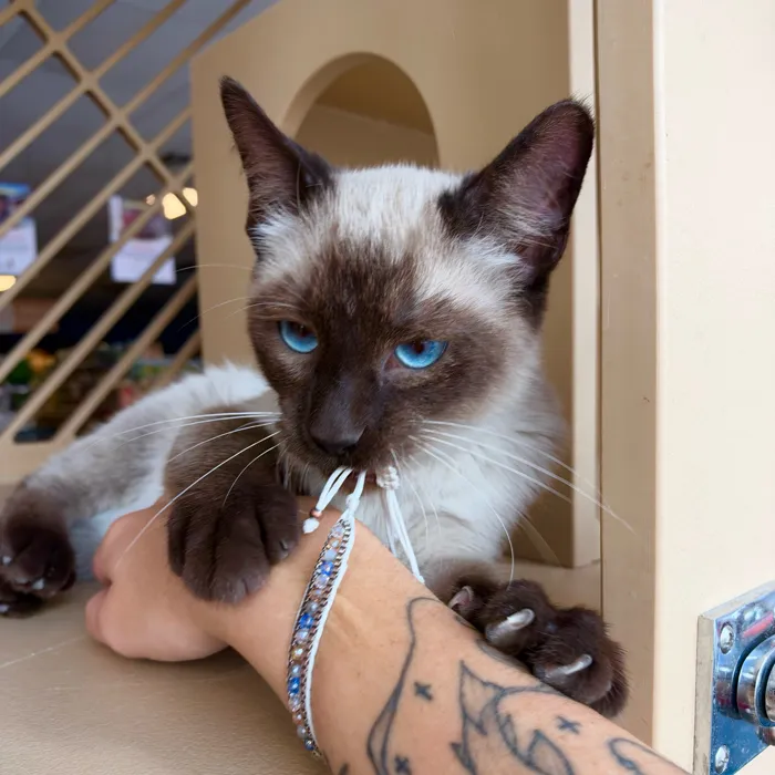 Male Siamese kitten named Socks for sale at Petland Blue Springs.