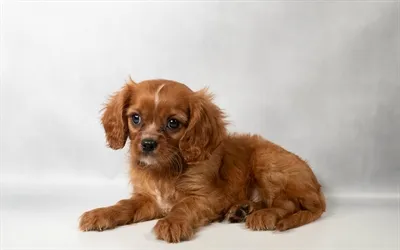 Male Cavalier King Charles Spaniel puppy for sale at Petland North Kansas.