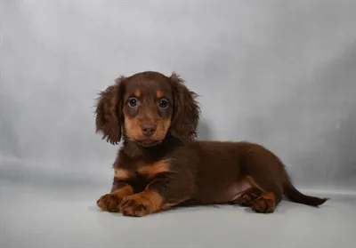 Male Dachshund puppy for sale at Petland Blue Springs.