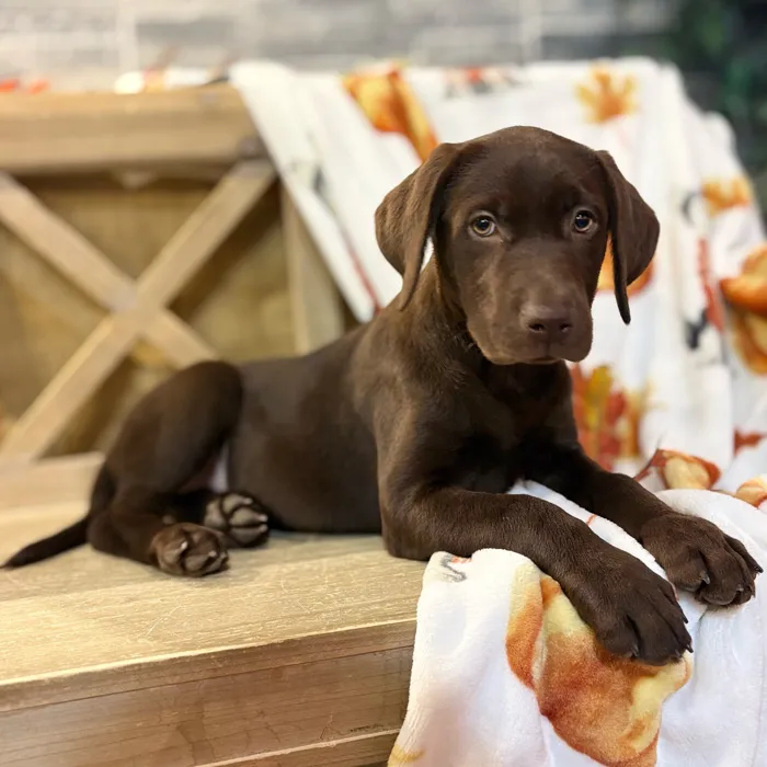 Female Labrador Retriever puppy named Amanda for sale at Petland North Kansas.