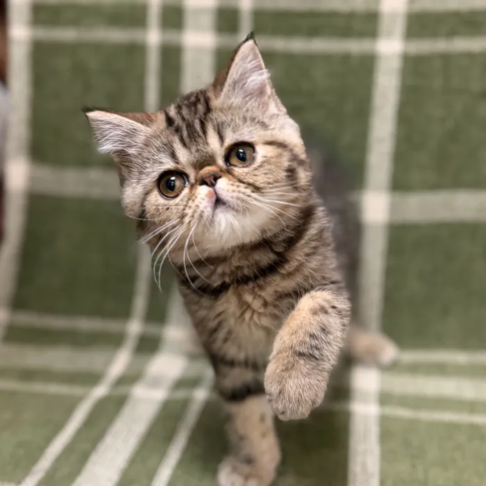 Female Exotic kitten for sale at Petland Blue Springs.