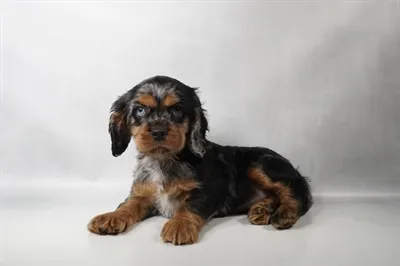 Female Cockalier puppy for sale at Petland North Kansas.