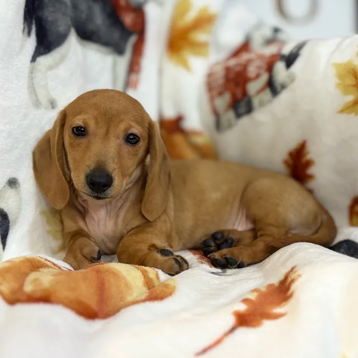 Male Dachshund puppy named Rusty for sale at Petland North Kansas.