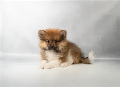 Male Pomeranian puppy for sale at Petland Blue Springs.