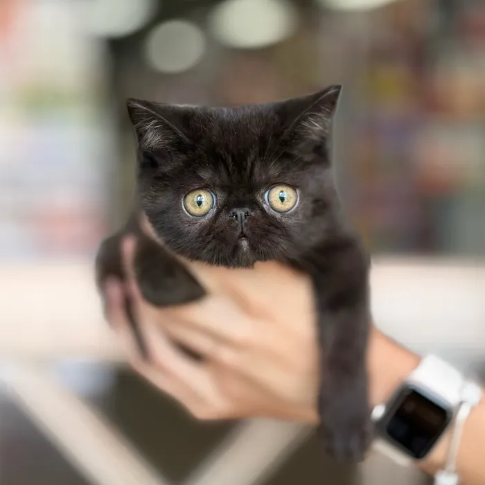 Male Exotic kitten named Marley for sale at Petland North Kansas.
