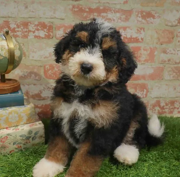 Male Mini Bernedoodle 2Nd Gen puppy for sale at Petland Blue Springs.