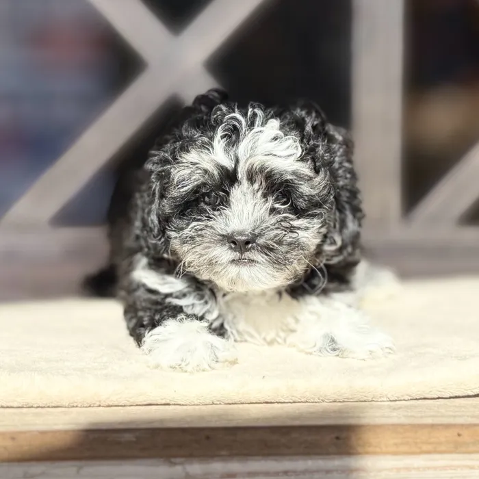 Male Shipoo puppy named Zephyr for sale at Petland North Kansas.