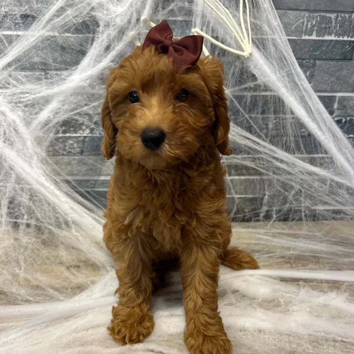 Female Mini Goldendoodle F1B puppy named Pixie for sale at Petland North Kansas.