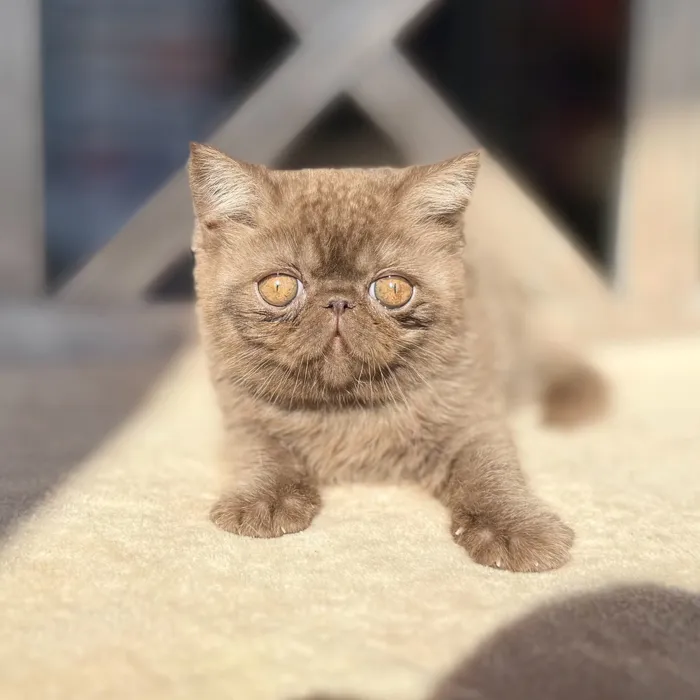 Female Exotic kitten named Tubby for sale at Petland North Kansas.