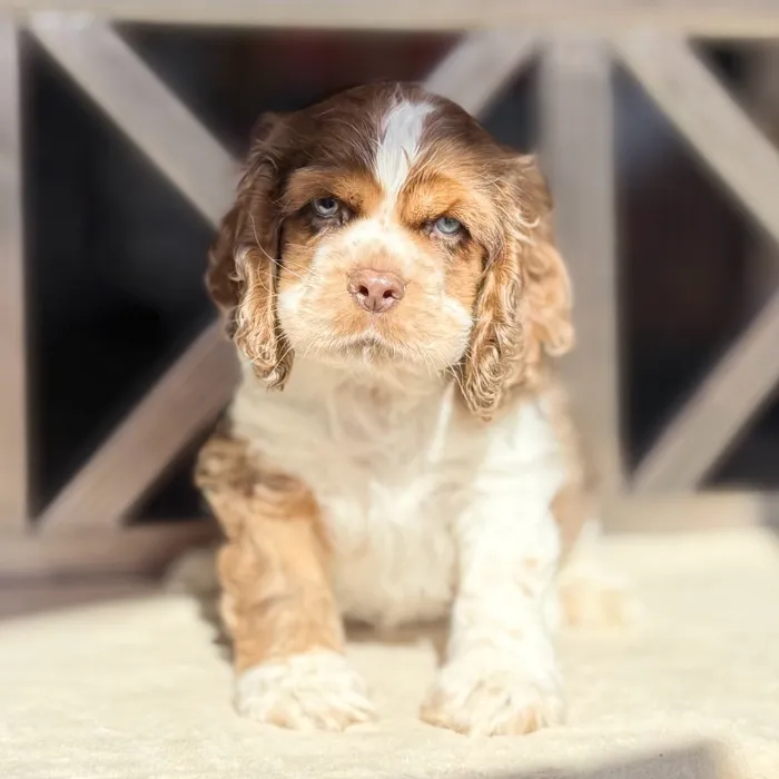 Male Cocker Spaniel puppy for sale at Petland Blue Springs.