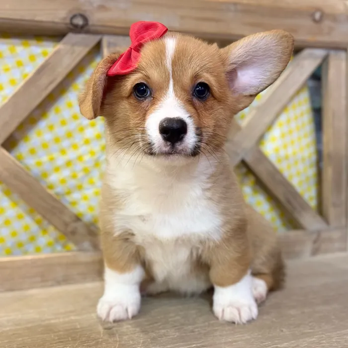 Female Pembroke Welsh Corgi puppy named London for sale at Petland North Kansas.