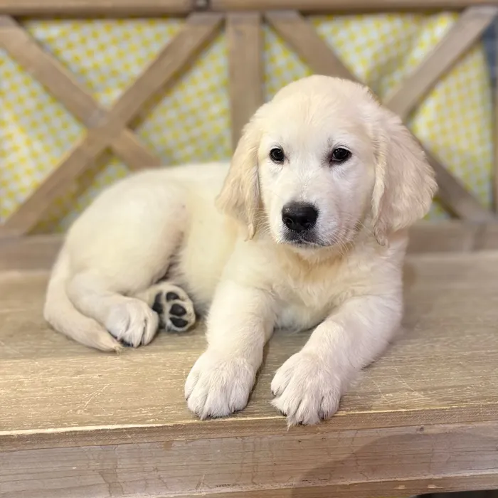 Male Golden Retriever puppy named Prince for sale at Petland North Kansas.