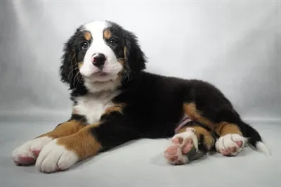 Male Bernese Mountain Dog puppy named Noah for sale at Petland North Kansas.