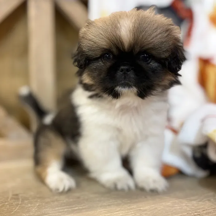 Male Pekingese puppy named Apollo for sale at Petland North Kansas.
