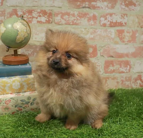 Female Pomeranian puppy for sale at Petland Blue Springs.