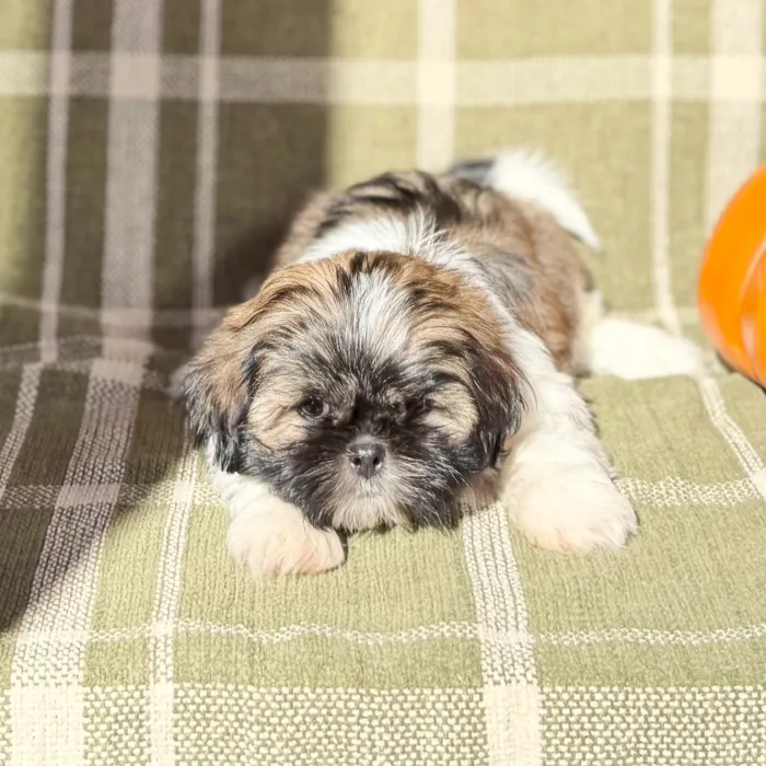 Male Shih Tzu puppy named Casper for sale at Petland Blue Springs.